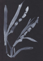 http://www.actionaqua.com/files/gimgs/th-111_glashaus 21_v2.jpg